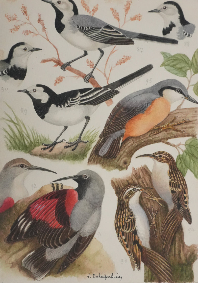 Louis DELAPCHIER : Tichodrome, Grimpereau et Sittelle, Aquarelle originale signée