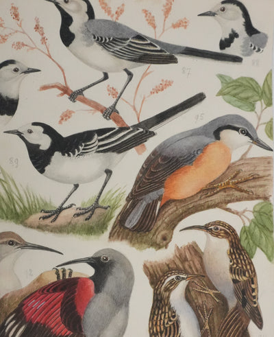 Louis DELAPCHIER : Tichodrome, Grimpereau et Sittelle, Aquarelle originale signée