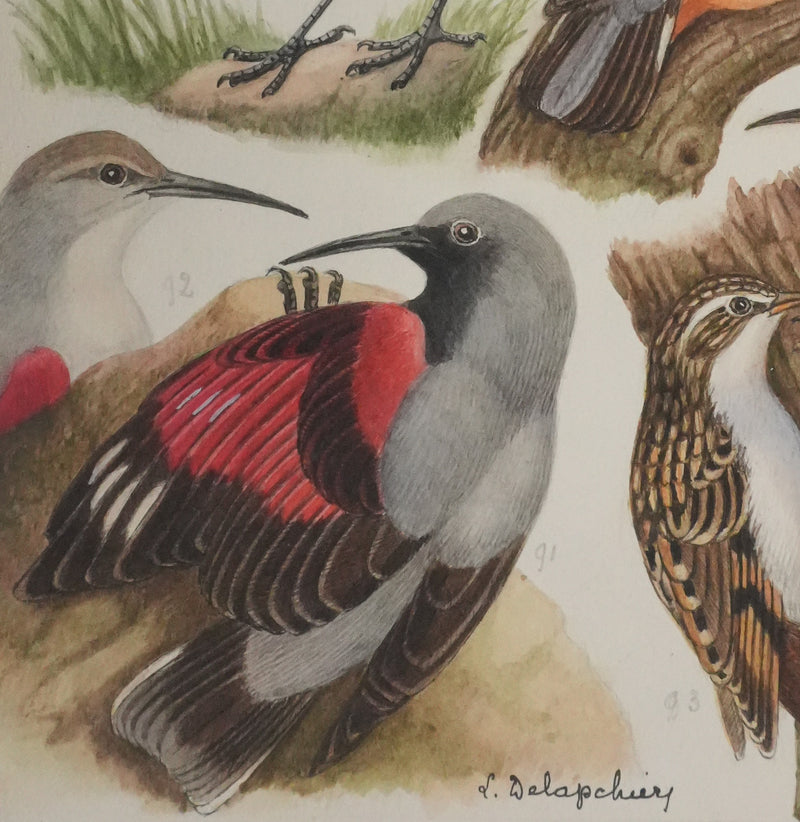 Louis DELAPCHIER : Tichodrome, Grimpereau et Sittelle, Aquarelle originale signée