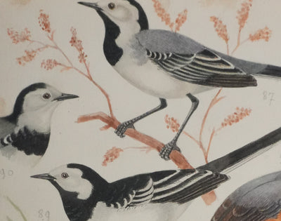 Louis DELAPCHIER : Tichodrome, Grimpereau et Sittelle, Aquarelle originale signée