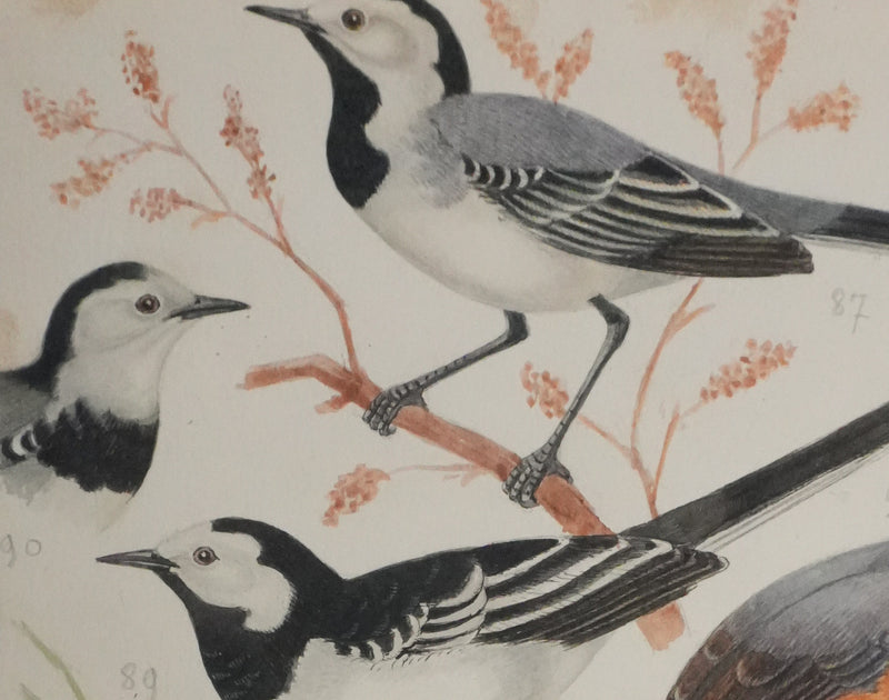 Louis DELAPCHIER : Tichodrome, Grimpereau et Sittelle, Aquarelle originale signée