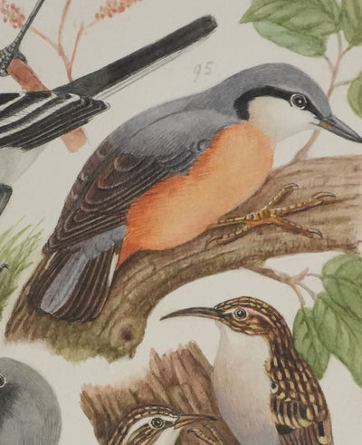 Louis DELAPCHIER : Tichodrome, Grimpereau et Sittelle, Aquarelle originale signée