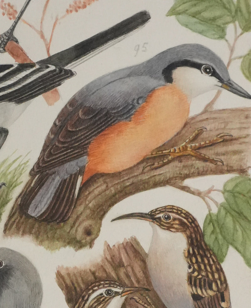 Louis DELAPCHIER : Tichodrome, Grimpereau et Sittelle, Aquarelle originale signée