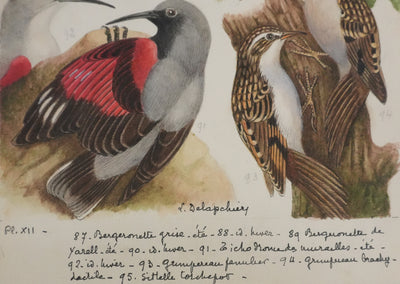 Louis DELAPCHIER : Tichodrome, Grimpereau et Sittelle, Aquarelle originale signée