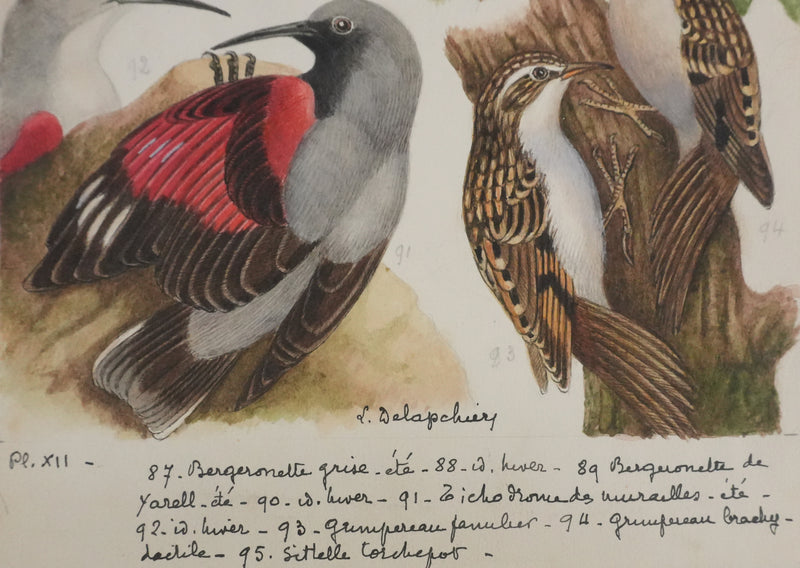 Louis DELAPCHIER : Tichodrome, Grimpereau et Sittelle, Aquarelle originale signée
