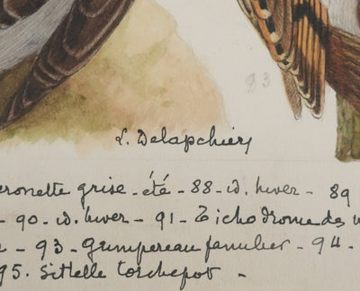 Louis DELAPCHIER : Tichodrome, Grimpereau et Sittelle, Aquarelle originale signée