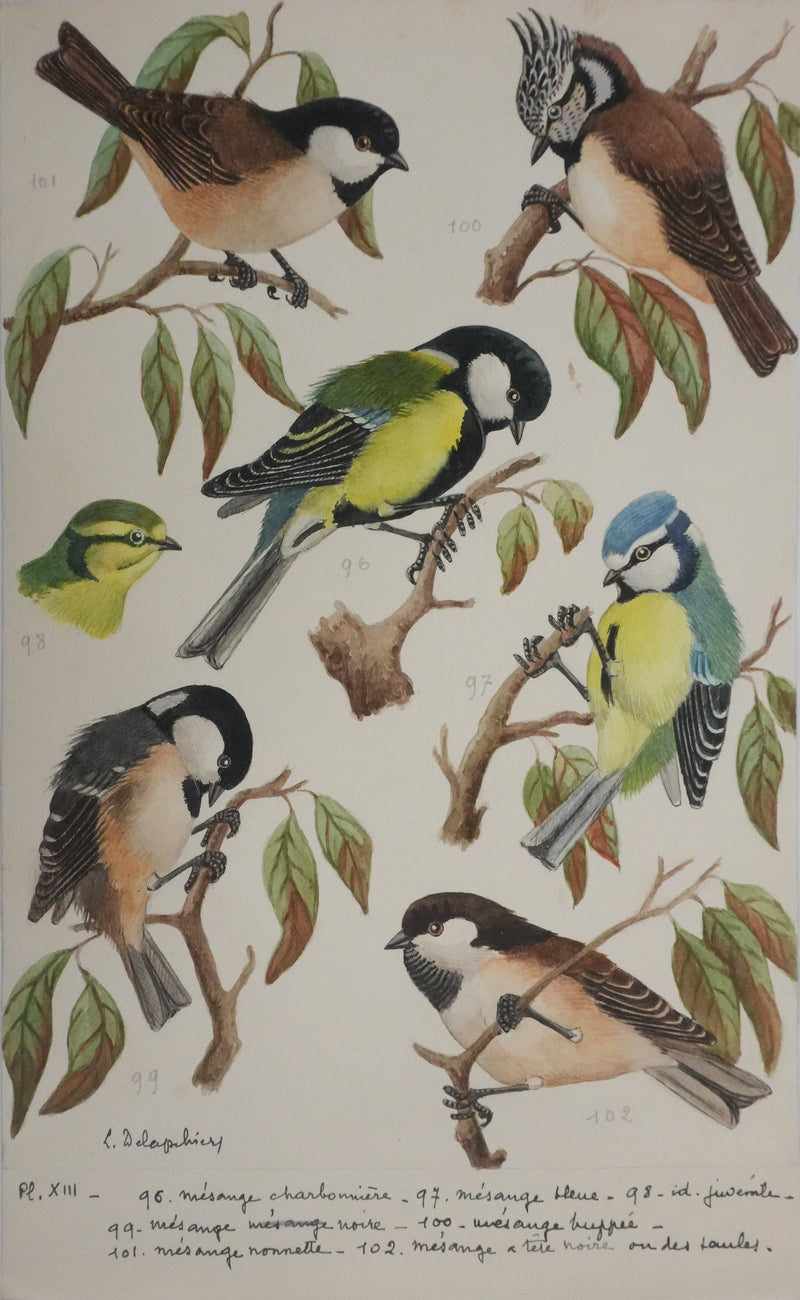 Louis DELAPCHIER : Mésange charbonnière, noire et huppée, Aquarelle originale signée