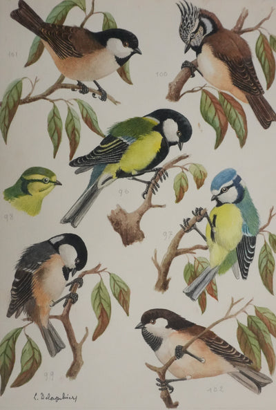 Louis DELAPCHIER : Mésange charbonnière, noire et huppée, Aquarelle originale signée