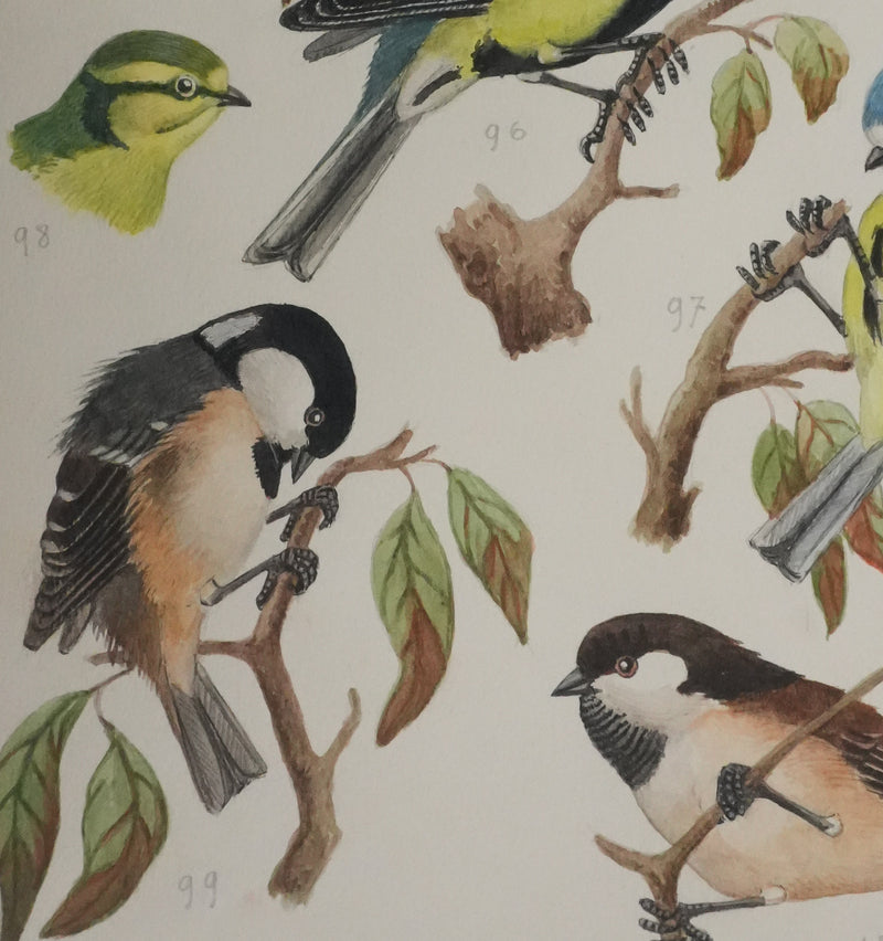 Louis DELAPCHIER : Mésange charbonnière, noire et huppée, Aquarelle originale signée