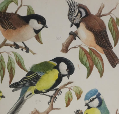 Louis DELAPCHIER : Mésange charbonnière, noire et huppée, Aquarelle originale signée