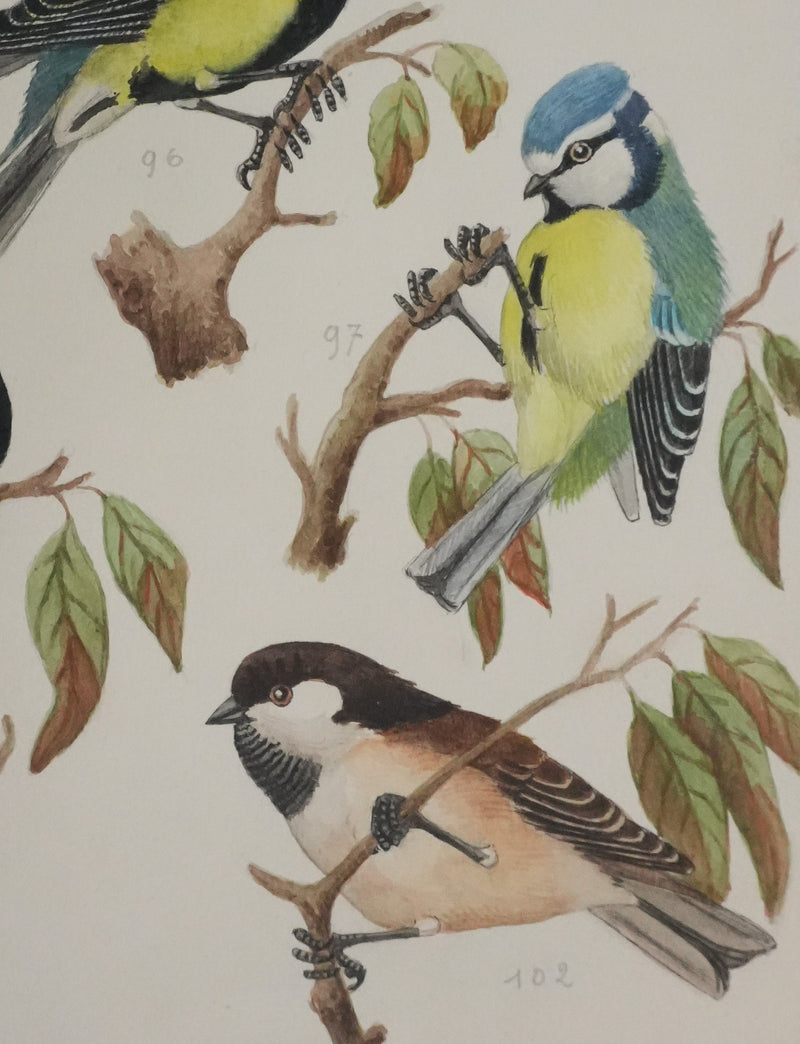 Louis DELAPCHIER : Mésange charbonnière, noire et huppée, Aquarelle originale signée
