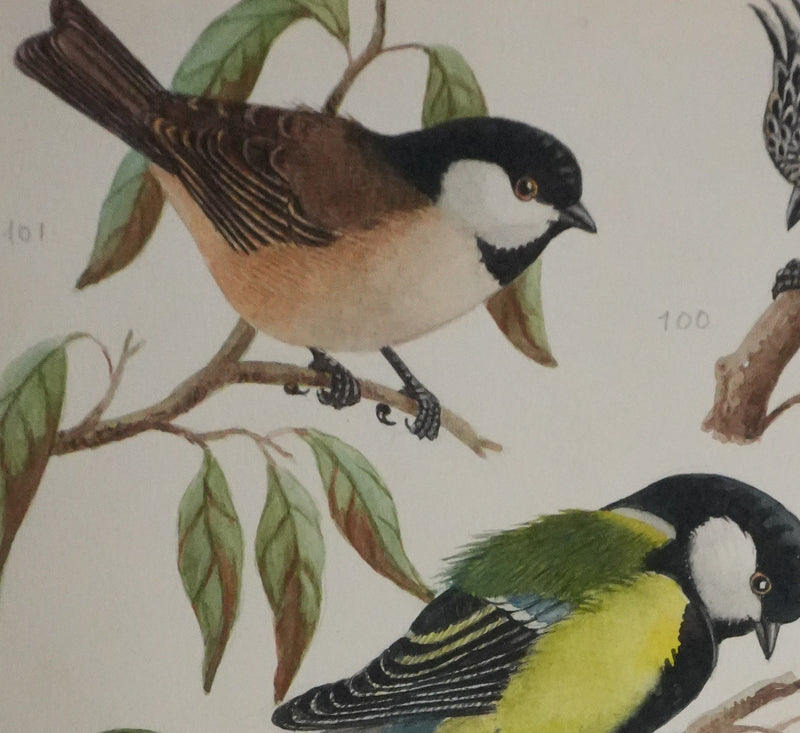 Louis DELAPCHIER : Mésange charbonnière, noire et huppée, Aquarelle originale signée