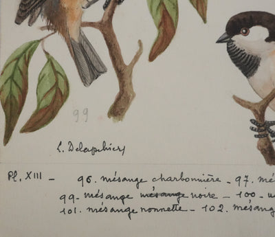 Louis DELAPCHIER : Mésange charbonnière, noire et huppée, Aquarelle originale signée