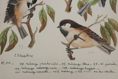 Louis DELAPCHIER : Mésange charbonnière, noire et huppée, Aquarelle originale signée
