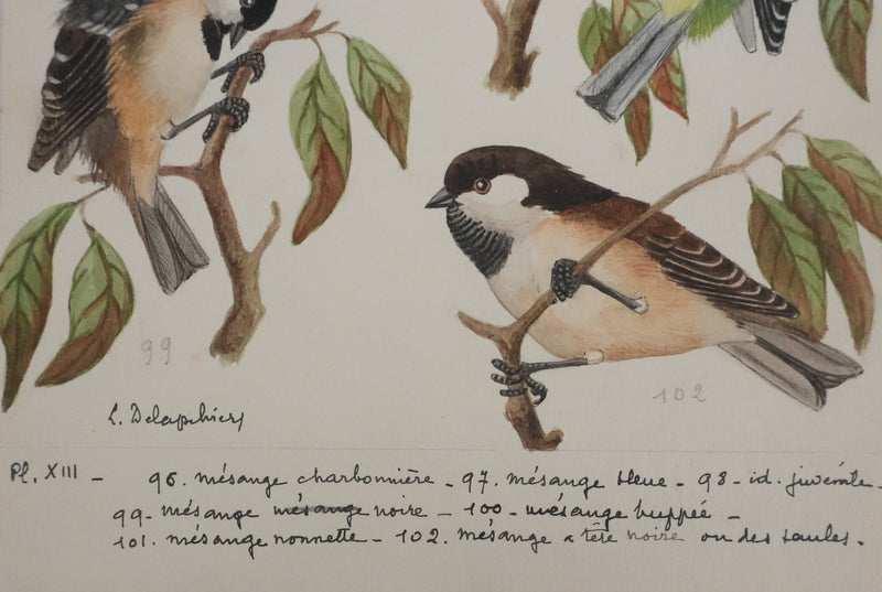 Louis DELAPCHIER : Mésange charbonnière, noire et huppée, Aquarelle originale signée