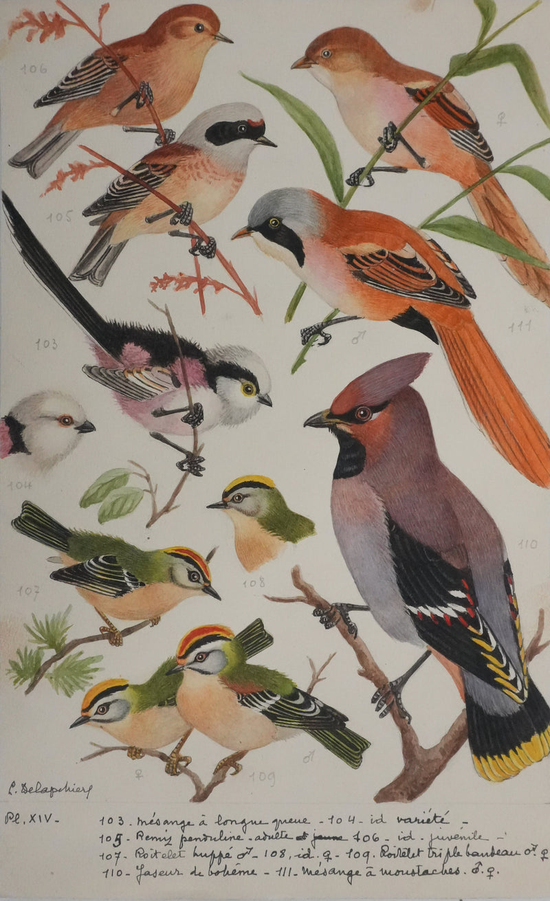 Louis DELAPCHIER : Rémiz penduline, Roitelet et Jaseur de bohème, Aquarelle originale signée