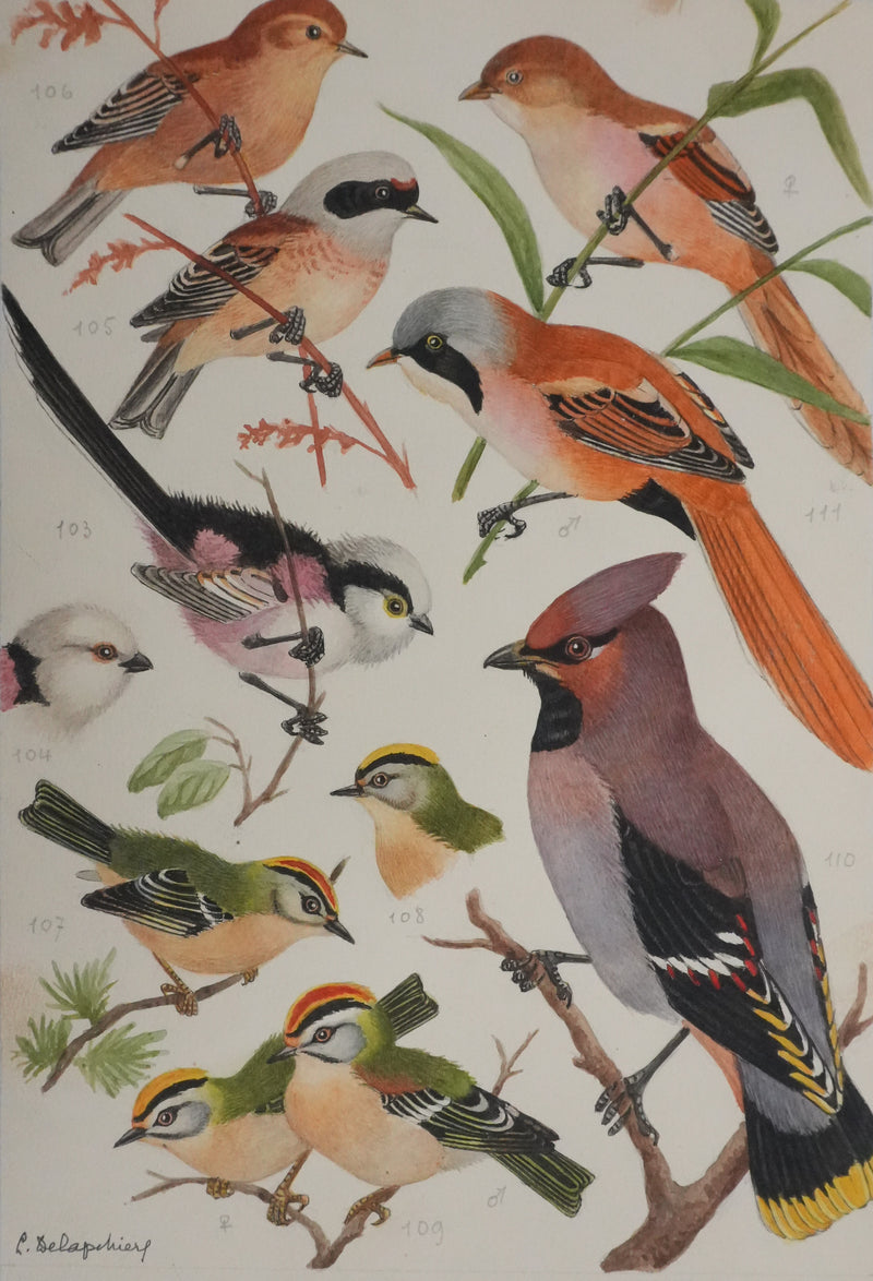 Louis DELAPCHIER : Rémiz penduline, Roitelet et Jaseur de bohème, Aquarelle originale signée