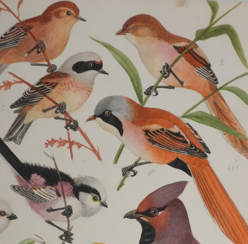 Louis DELAPCHIER : Rémiz penduline, Roitelet et Jaseur de bohème, Aquarelle originale signée