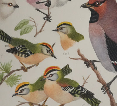 Louis DELAPCHIER : Rémiz penduline, Roitelet et Jaseur de bohème, Aquarelle originale signée