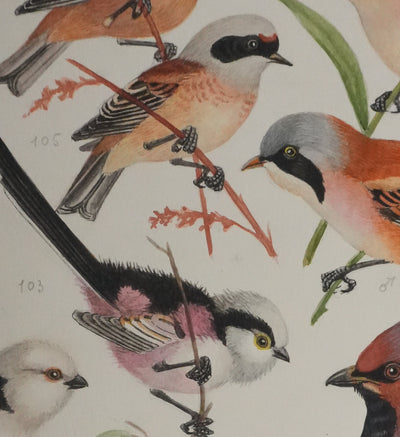 Louis DELAPCHIER : Rémiz penduline, Roitelet et Jaseur de bohème, Aquarelle originale signée