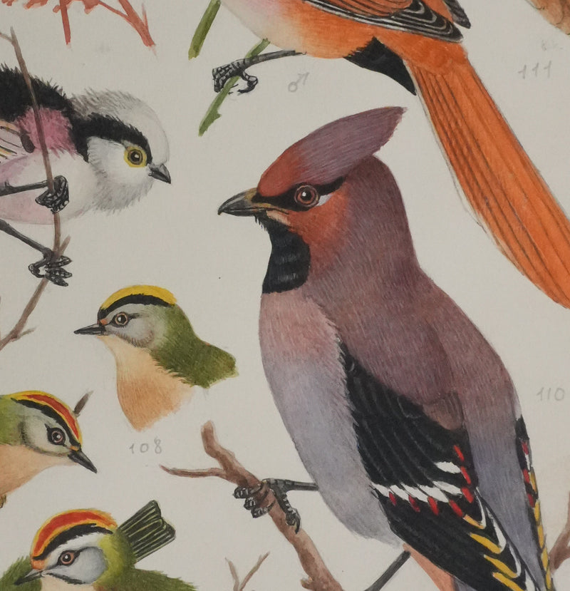 Louis DELAPCHIER : Rémiz penduline, Roitelet et Jaseur de bohème, Aquarelle originale signée