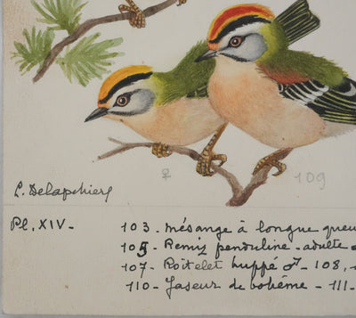 Louis DELAPCHIER : Rémiz penduline, Roitelet et Jaseur de bohème, Aquarelle originale signée