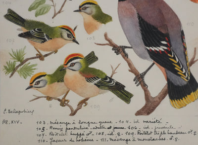 Louis DELAPCHIER : Rémiz penduline, Roitelet et Jaseur de bohème, Aquarelle originale signée