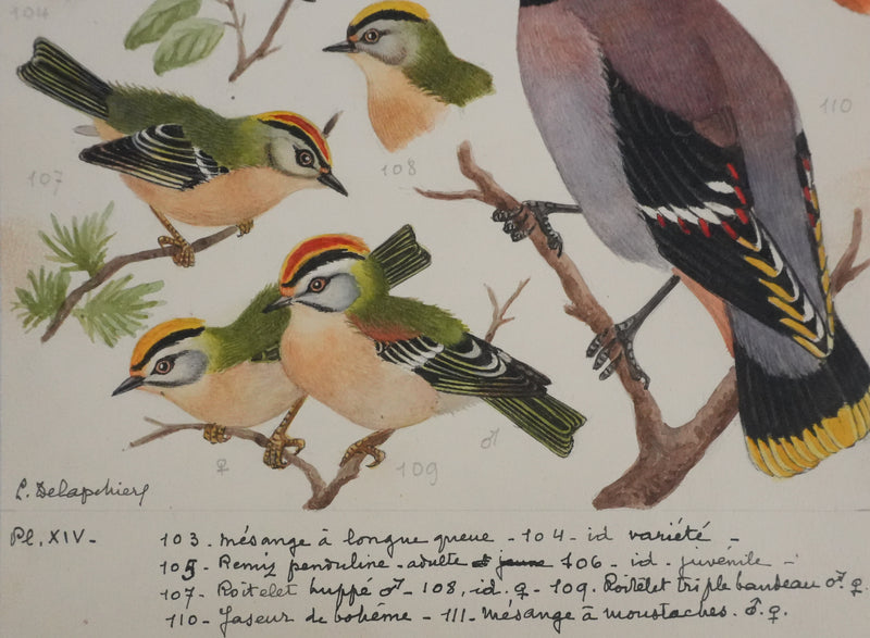 Louis DELAPCHIER : Rémiz penduline, Roitelet et Jaseur de bohème, Aquarelle originale signée