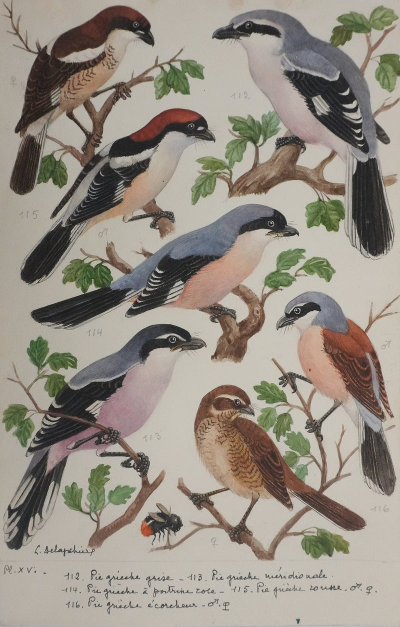 Louis DELAPCHIER : Pie-grièche grise, rousse et écorcheur, Aquarelle originale signée
