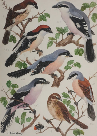 Louis DELAPCHIER : Pie-grièche grise, rousse et écorcheur, Aquarelle originale signée