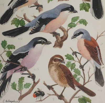 Louis DELAPCHIER : Pie-grièche grise, rousse et écorcheur, Aquarelle originale signée