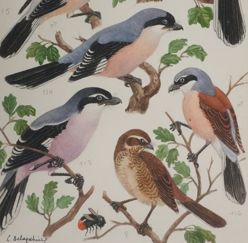 Louis DELAPCHIER : Pie-grièche grise, rousse et écorcheur, Aquarelle originale signée