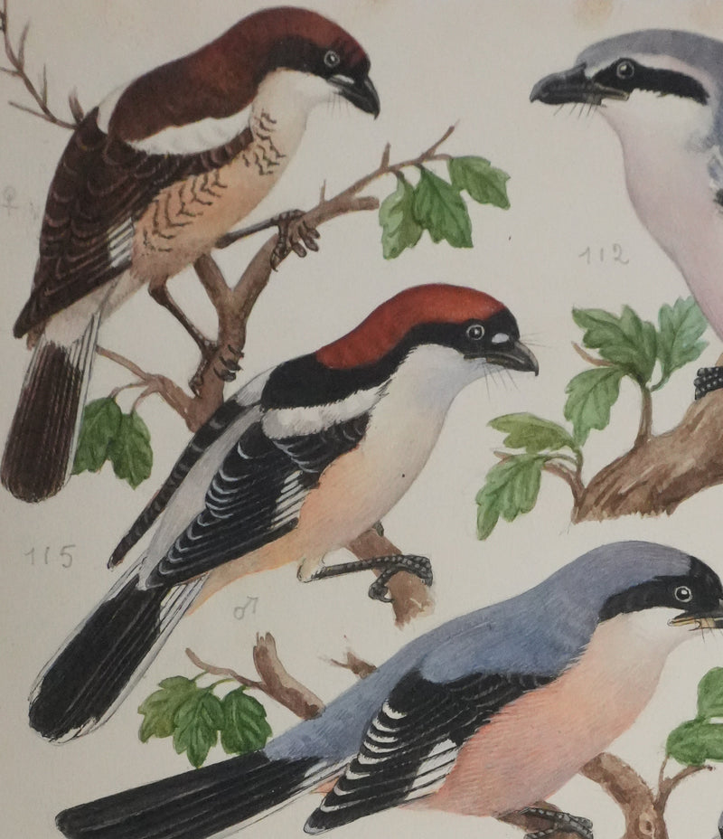 Louis DELAPCHIER : Pie-grièche grise, rousse et écorcheur, Aquarelle originale signée