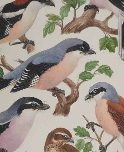 Louis DELAPCHIER : Pie-grièche grise, rousse et écorcheur, Aquarelle originale signée