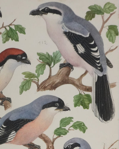 Louis DELAPCHIER : Pie-grièche grise, rousse et écorcheur, Aquarelle originale signée