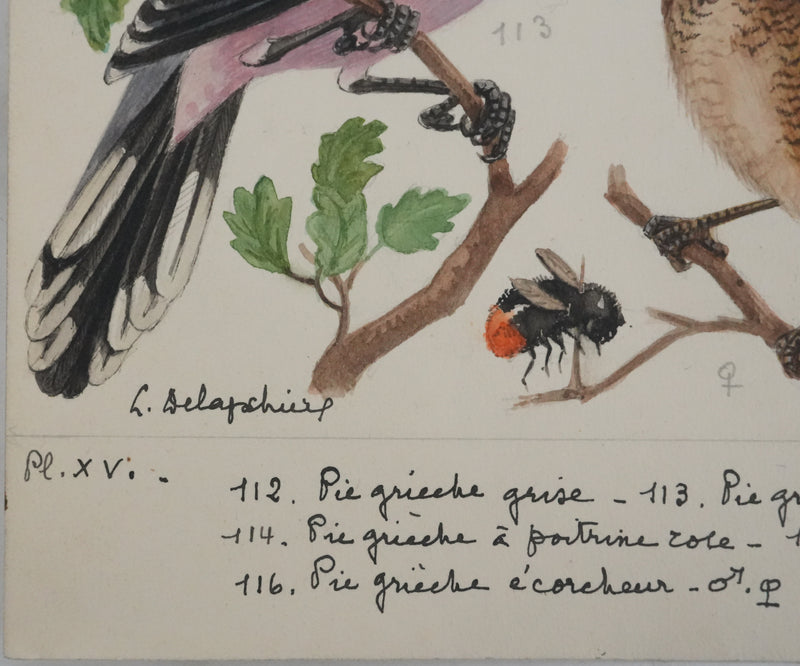 Louis DELAPCHIER : Pie-grièche grise, rousse et écorcheur, Aquarelle originale signée