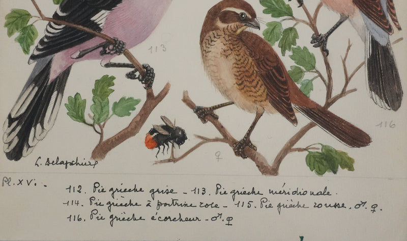 Louis DELAPCHIER : Pie-grièche grise, rousse et écorcheur, Aquarelle originale signée