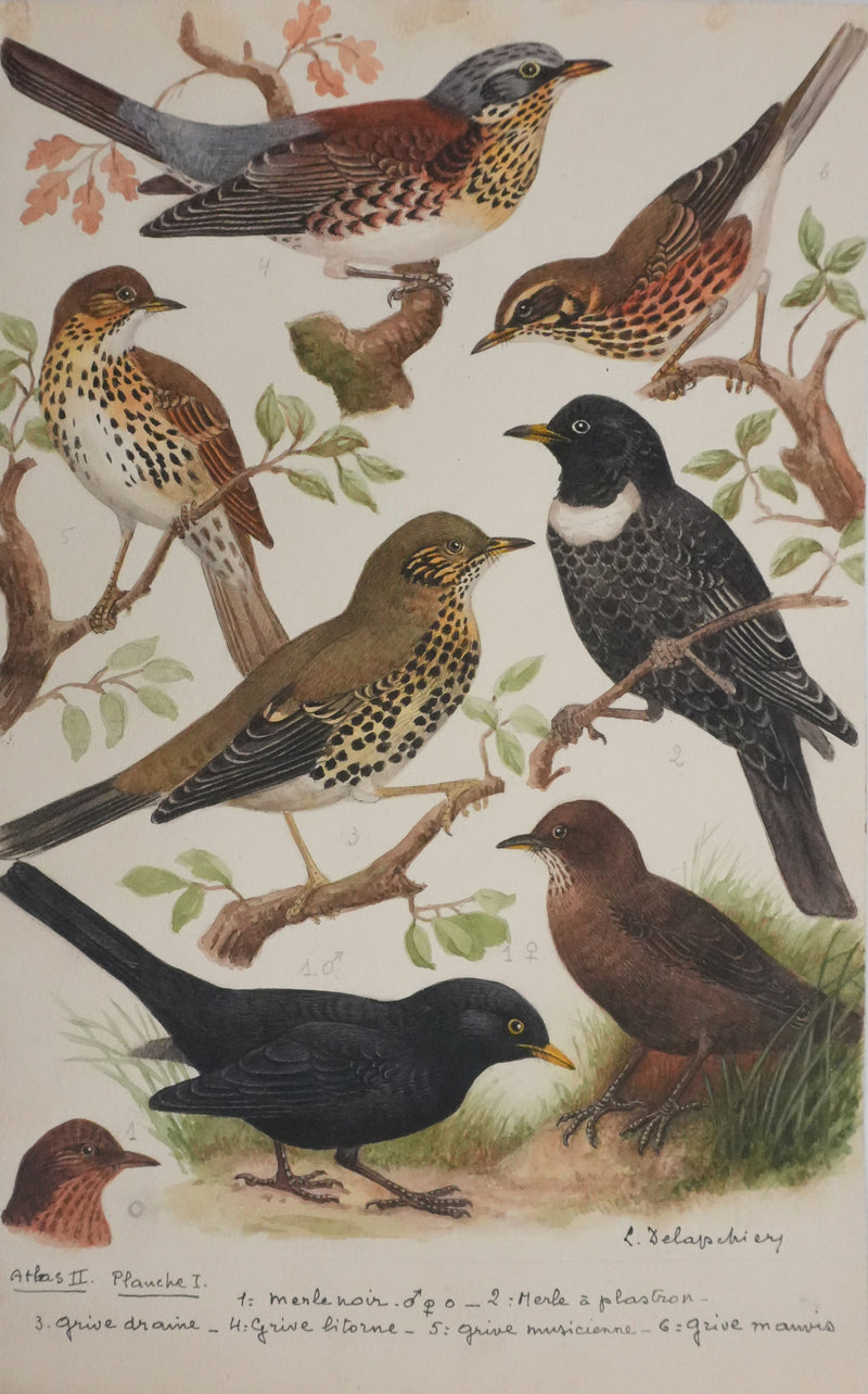 Louis DELAPCHIER : Merle et grive, Aquarelle originale signée