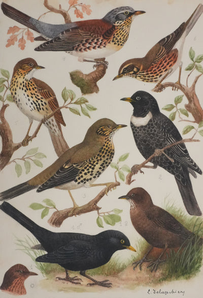 Louis DELAPCHIER : Merle et grive, Aquarelle originale signée