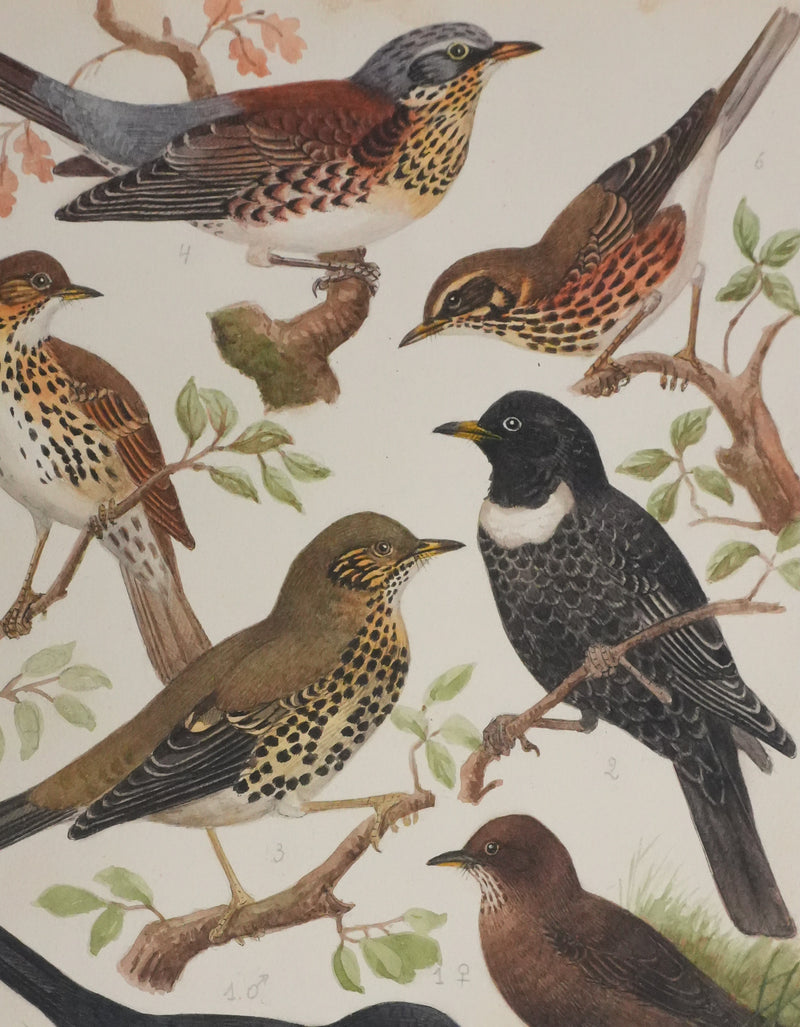 Louis DELAPCHIER : Merle et grive, Aquarelle originale signée