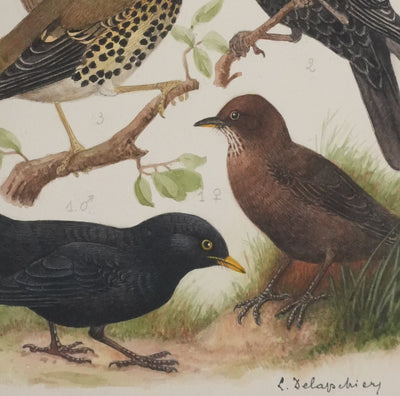 Louis DELAPCHIER : Merle et grive, Aquarelle originale signée