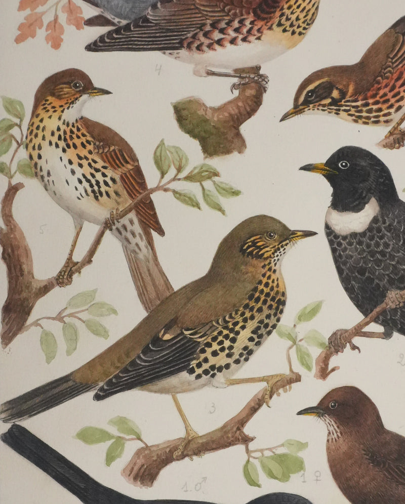 Louis DELAPCHIER : Merle et grive, Aquarelle originale signée