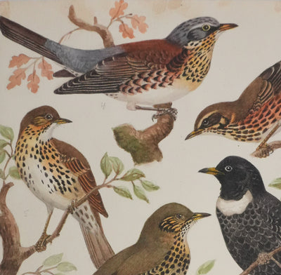 Louis DELAPCHIER : Merle et grive, Aquarelle originale signée