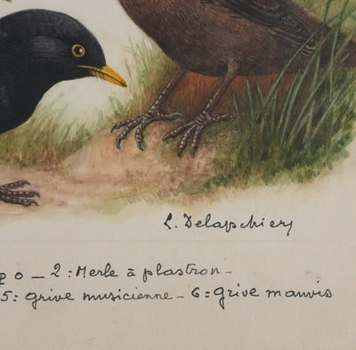 Louis DELAPCHIER : Merle et grive, Aquarelle originale signée