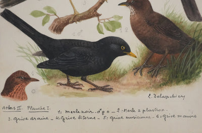 Louis DELAPCHIER : Merle et grive, Aquarelle originale signée