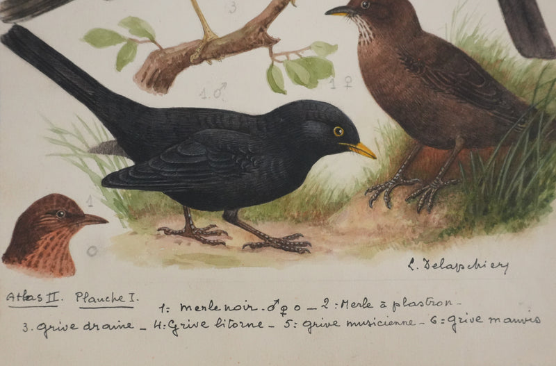 Louis DELAPCHIER : Merle et grive, Aquarelle originale signée