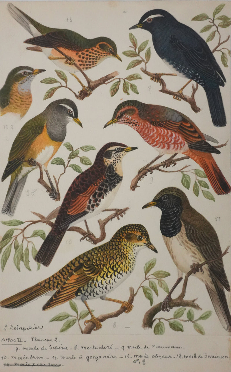 Louis DELAPCHIER : Merle obscur, doré et de Sibérie, Aquarelle originale signée