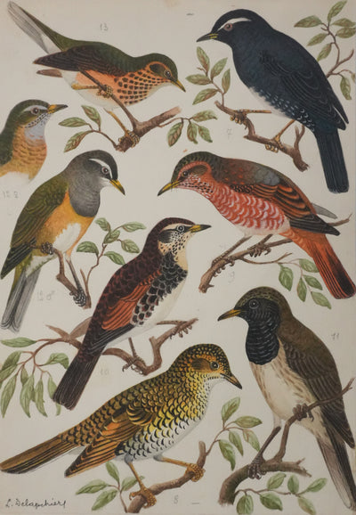 Louis DELAPCHIER : Merle obscur, doré et de Sibérie, Aquarelle originale signée