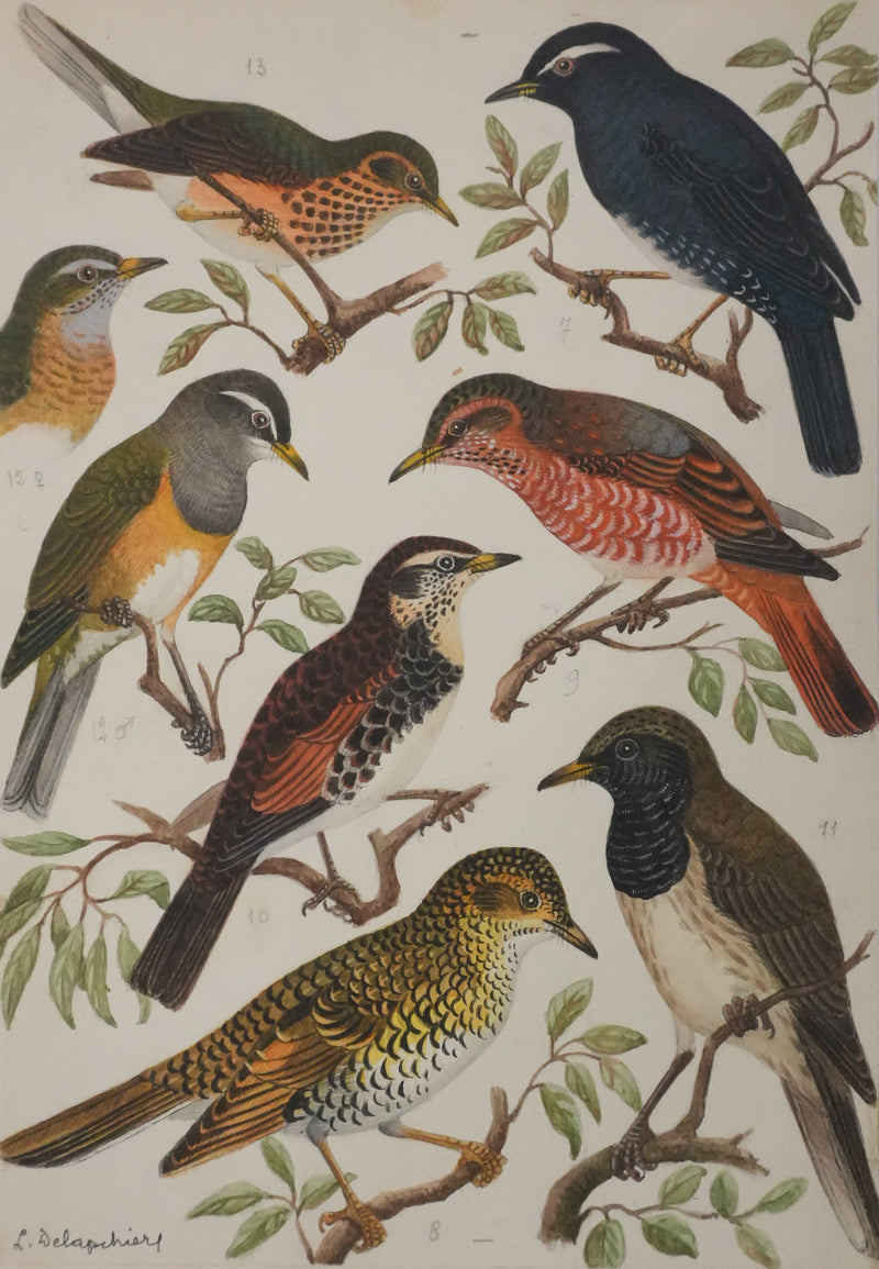 Louis DELAPCHIER : Merle obscur, doré et de Sibérie, Aquarelle originale signée