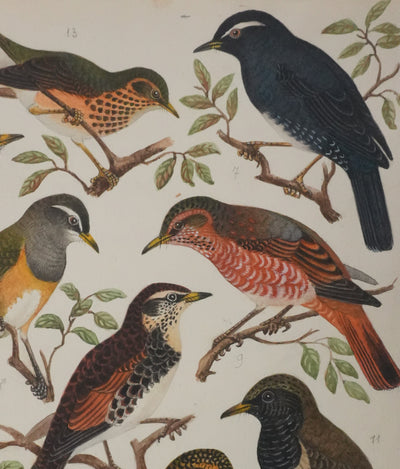 Louis DELAPCHIER : Merle obscur, doré et de Sibérie, Aquarelle originale signée